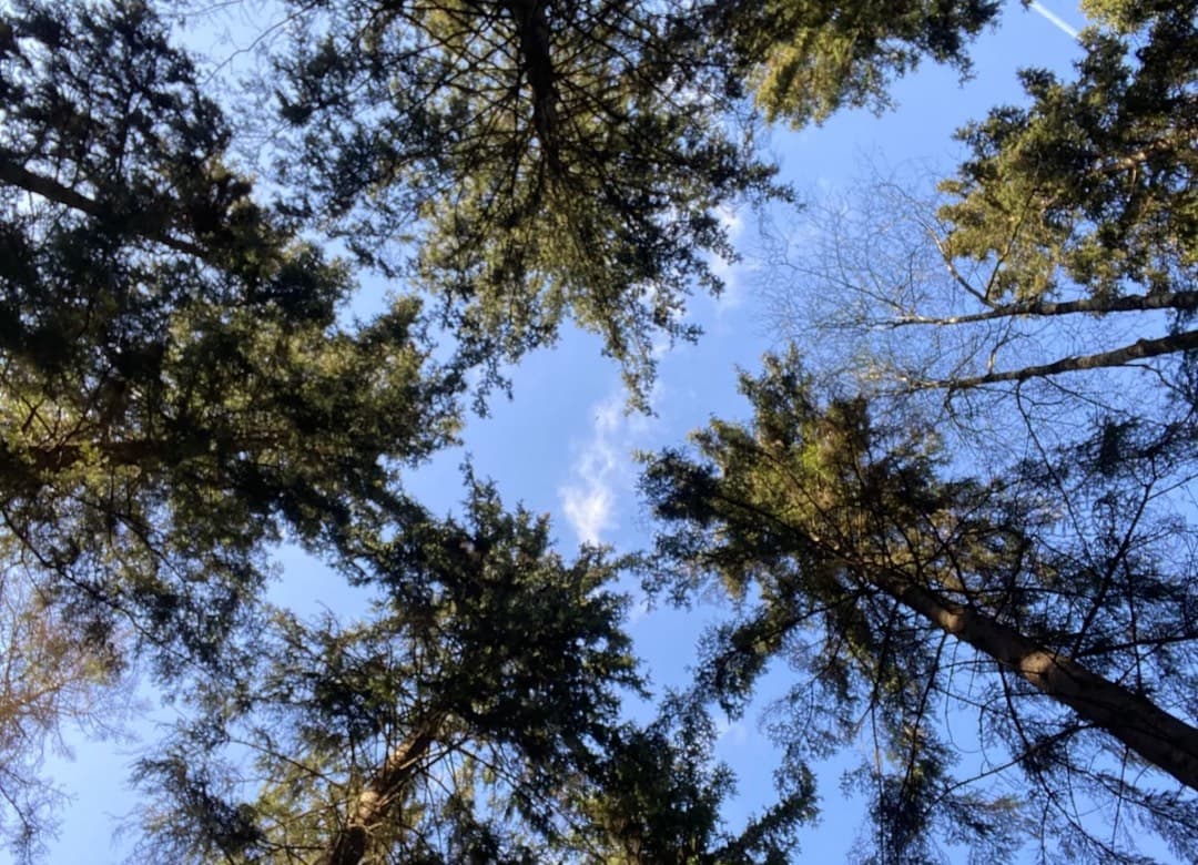 Mors dag - Träna Ute och/eller Skogsbad
