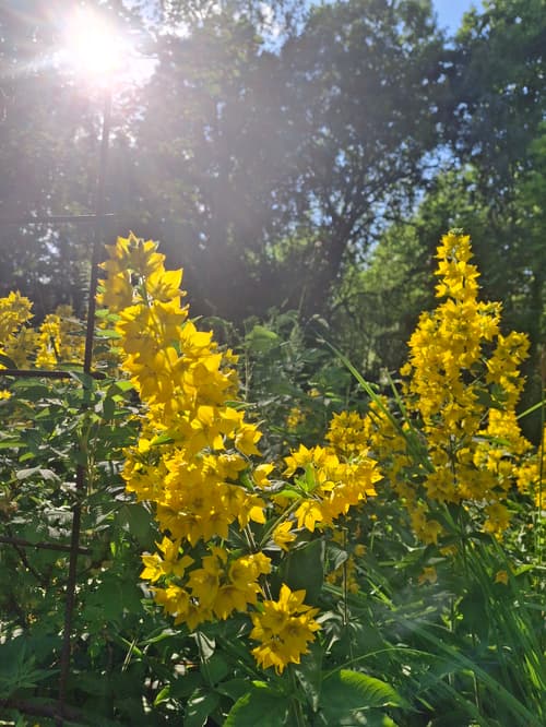 Good Morning Breathwork